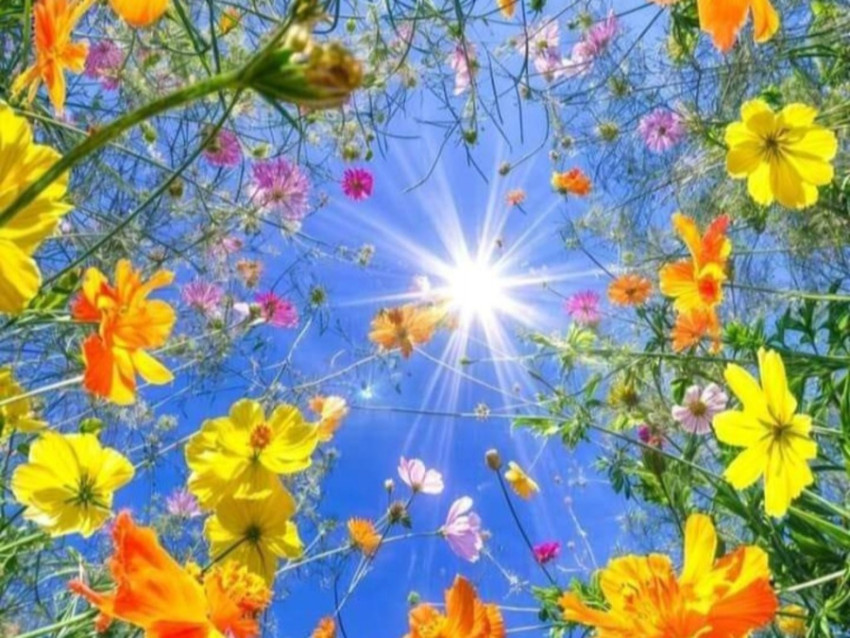 Sun and Flower