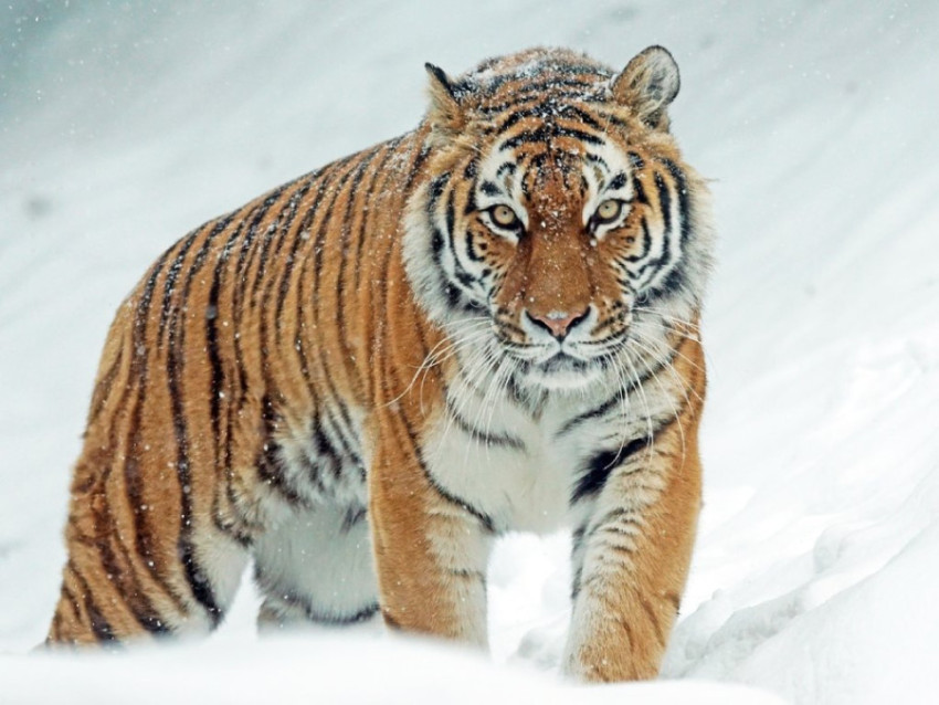 tiger Snow image