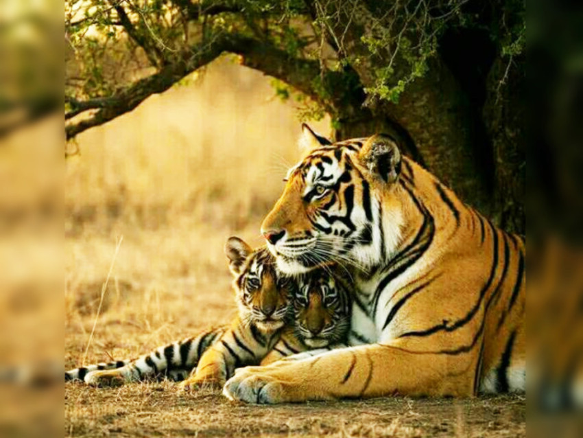 Tiger Mother And Baby Tiger Together