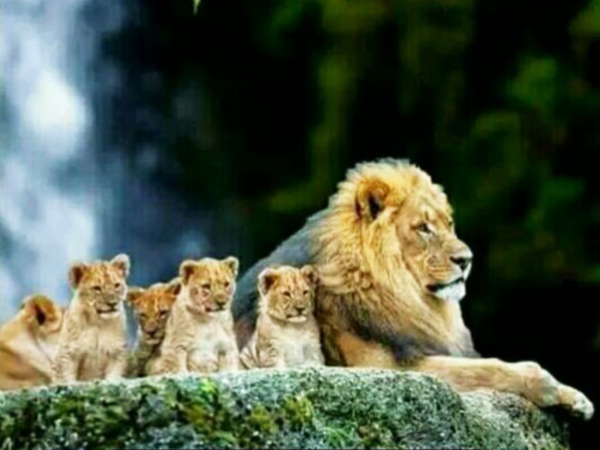 Lions Cubs