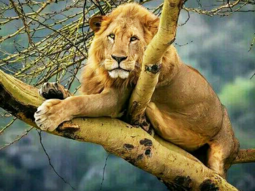 Lion Is Sitting On Tree Branch