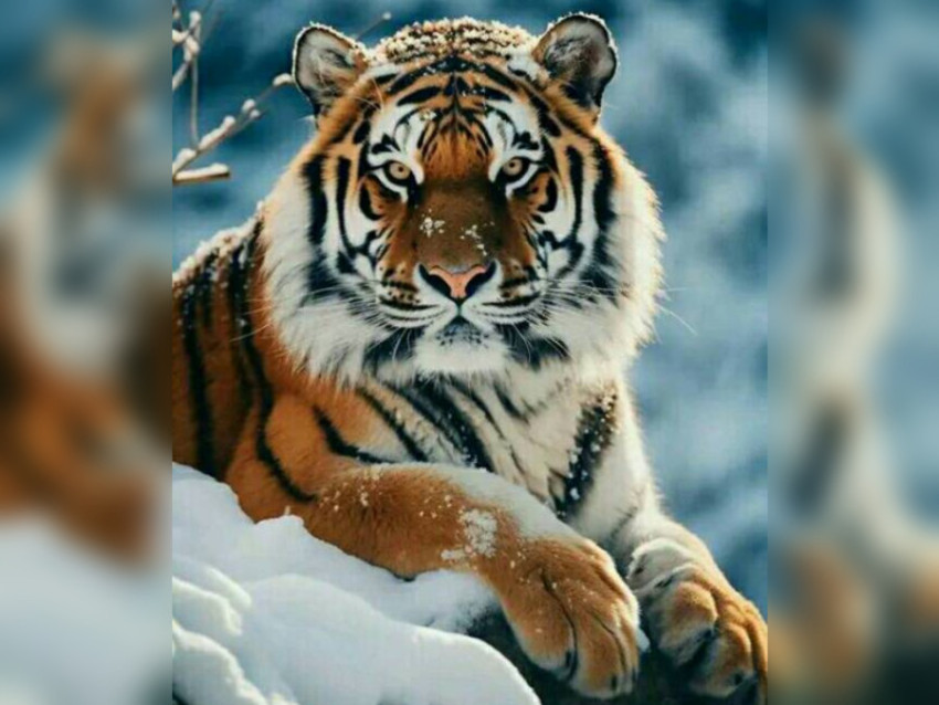 Snow Tiger